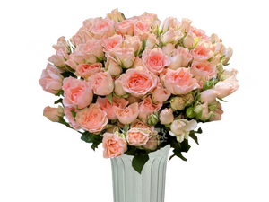 Свит сара/розы пионовидные